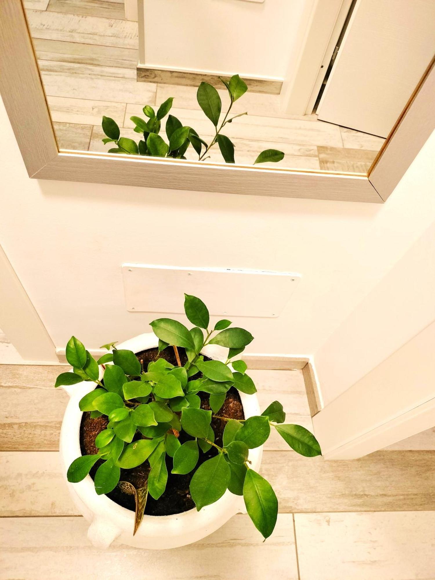 Appartamento Le Ginestre San Vito Lo Capo Ngoại thất bức ảnh